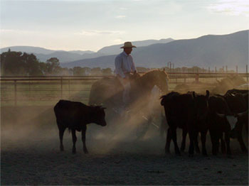 Blue Allen Training Stables
