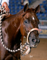 Blue Allen Training - horse in training