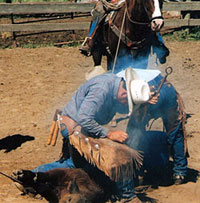 Blue Allen shoeing cattle in old photo