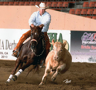 Blue and Twist circling cattle